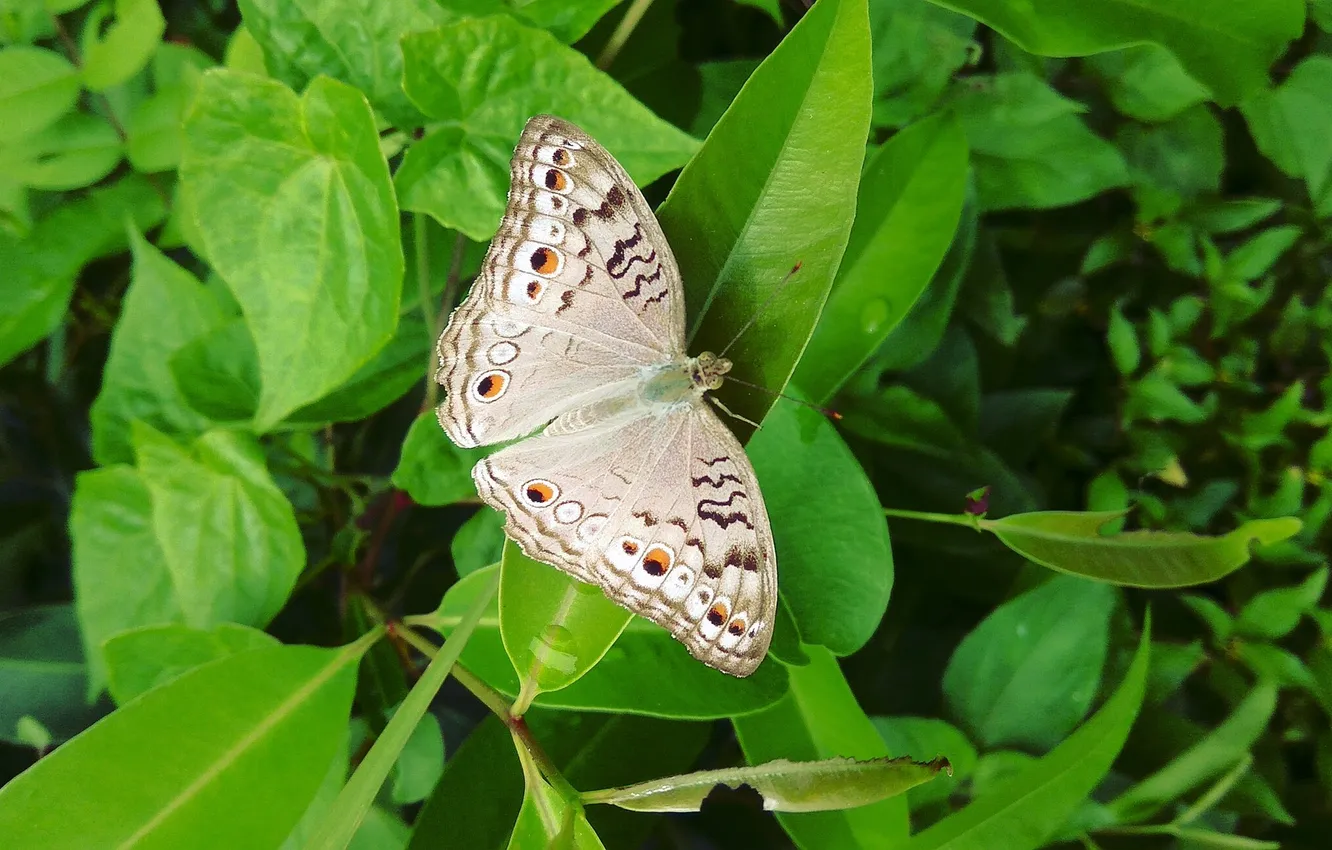Photo wallpaper green leaves, butterfly, wings, closeup