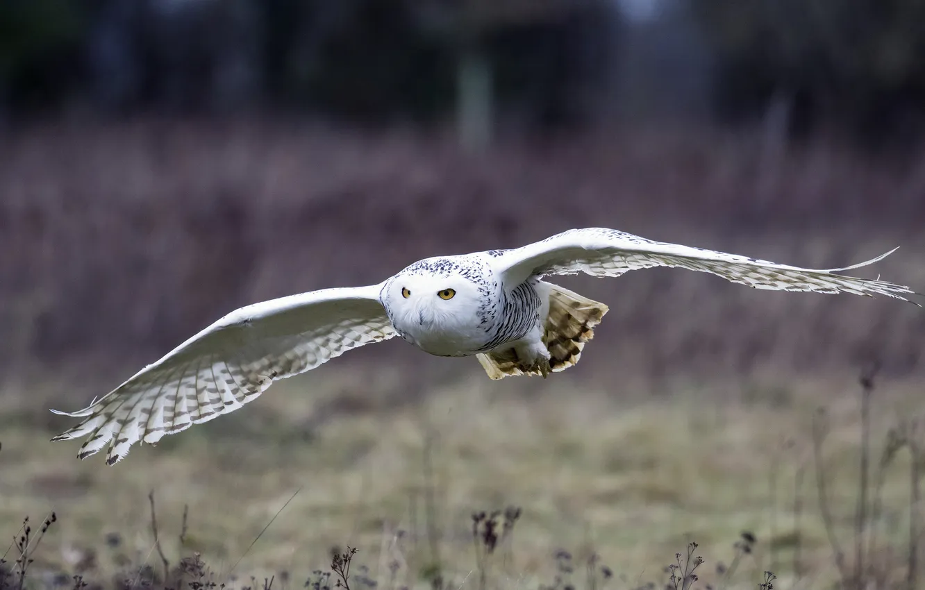 Photo wallpaper flight, bird, wings, white owl