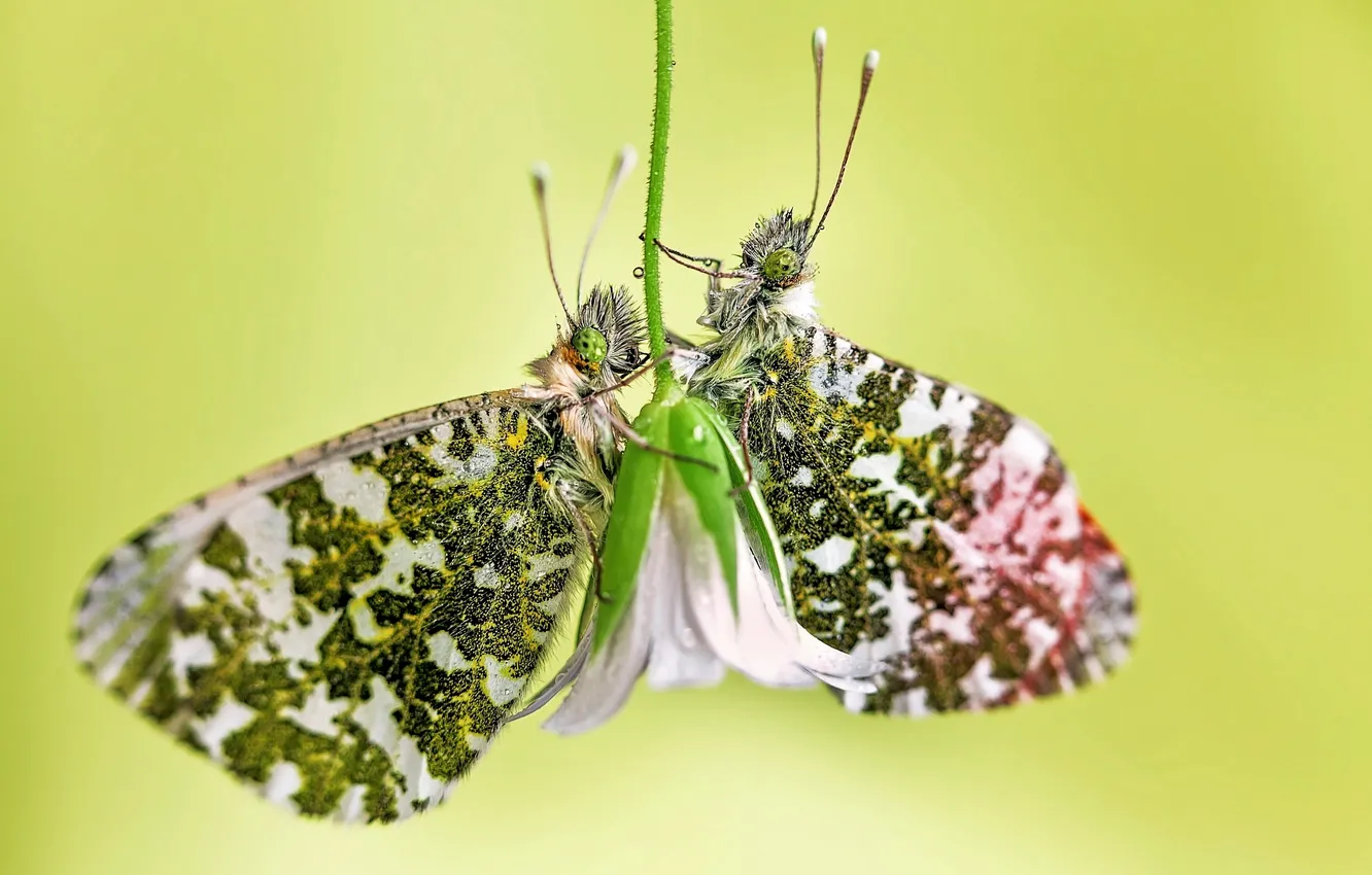 Photo wallpaper flowers, butterfly, flower, butterfly
