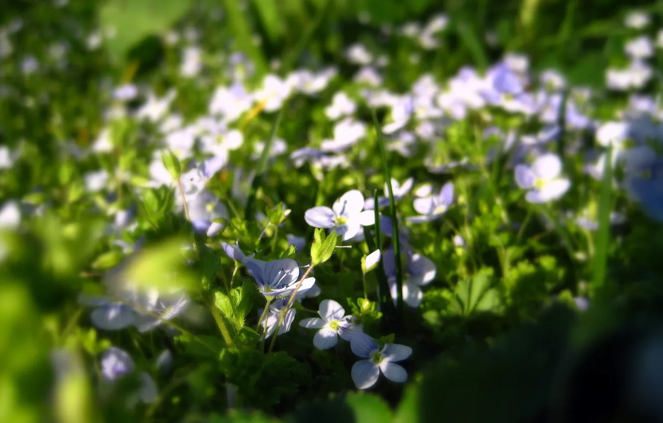 Photo wallpaper macro, flowers, nature