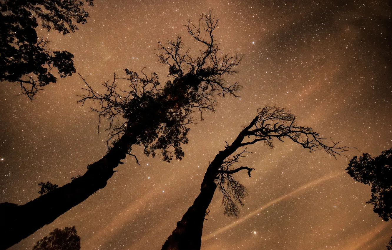 Photo wallpaper space, stars, trees, space