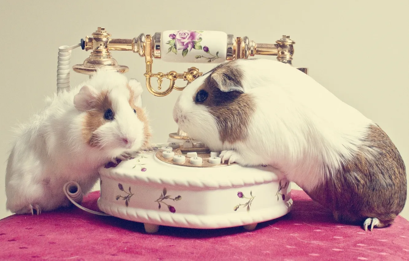 Photo wallpaper phone, rodent, Guinea pigs