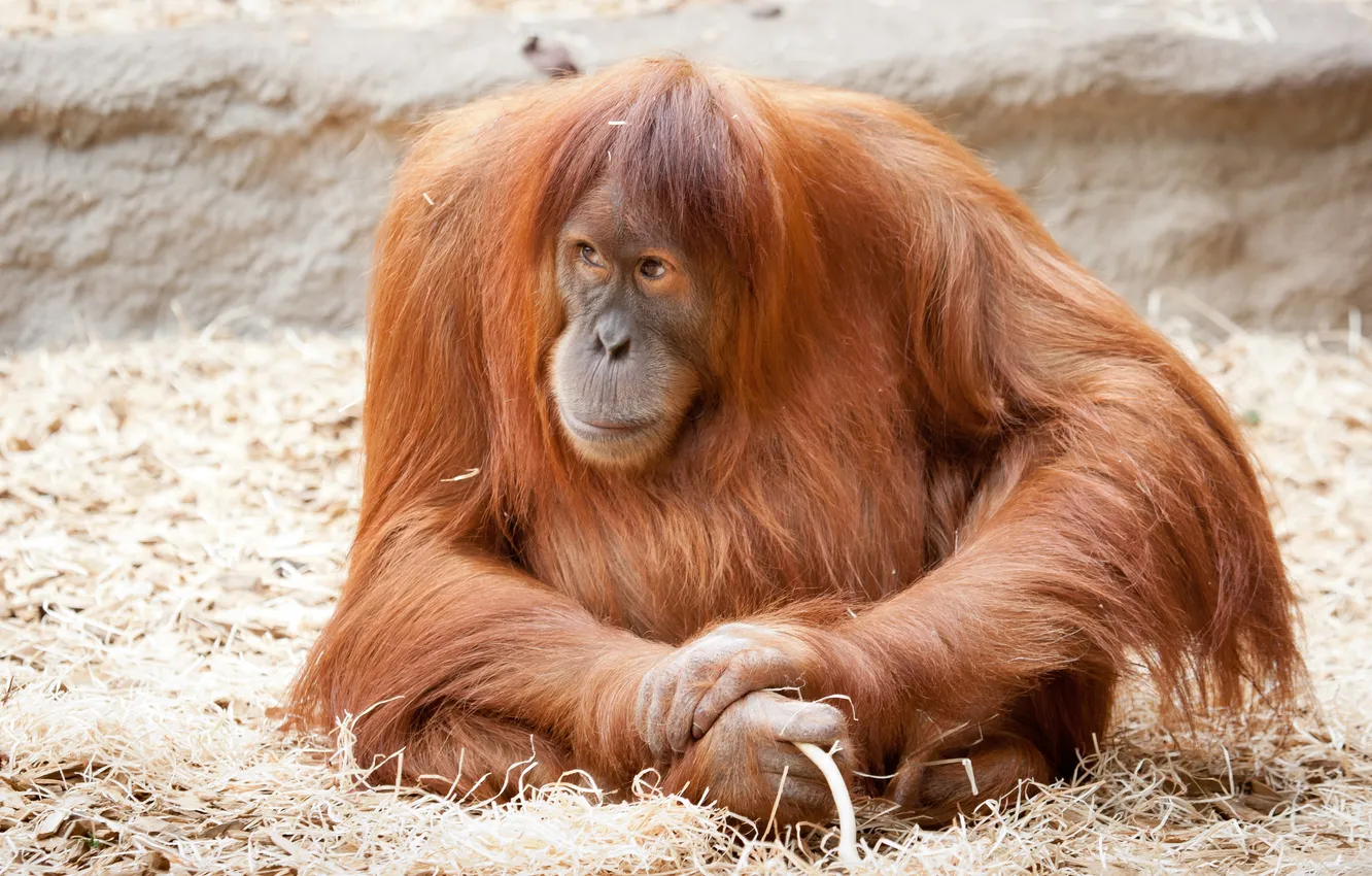 Photo wallpaper nature, animal, monkey, red