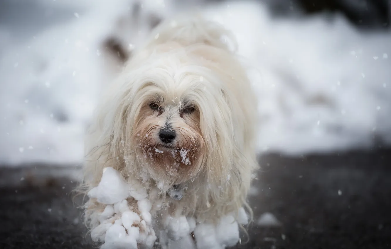 Photo wallpaper look, each, dog