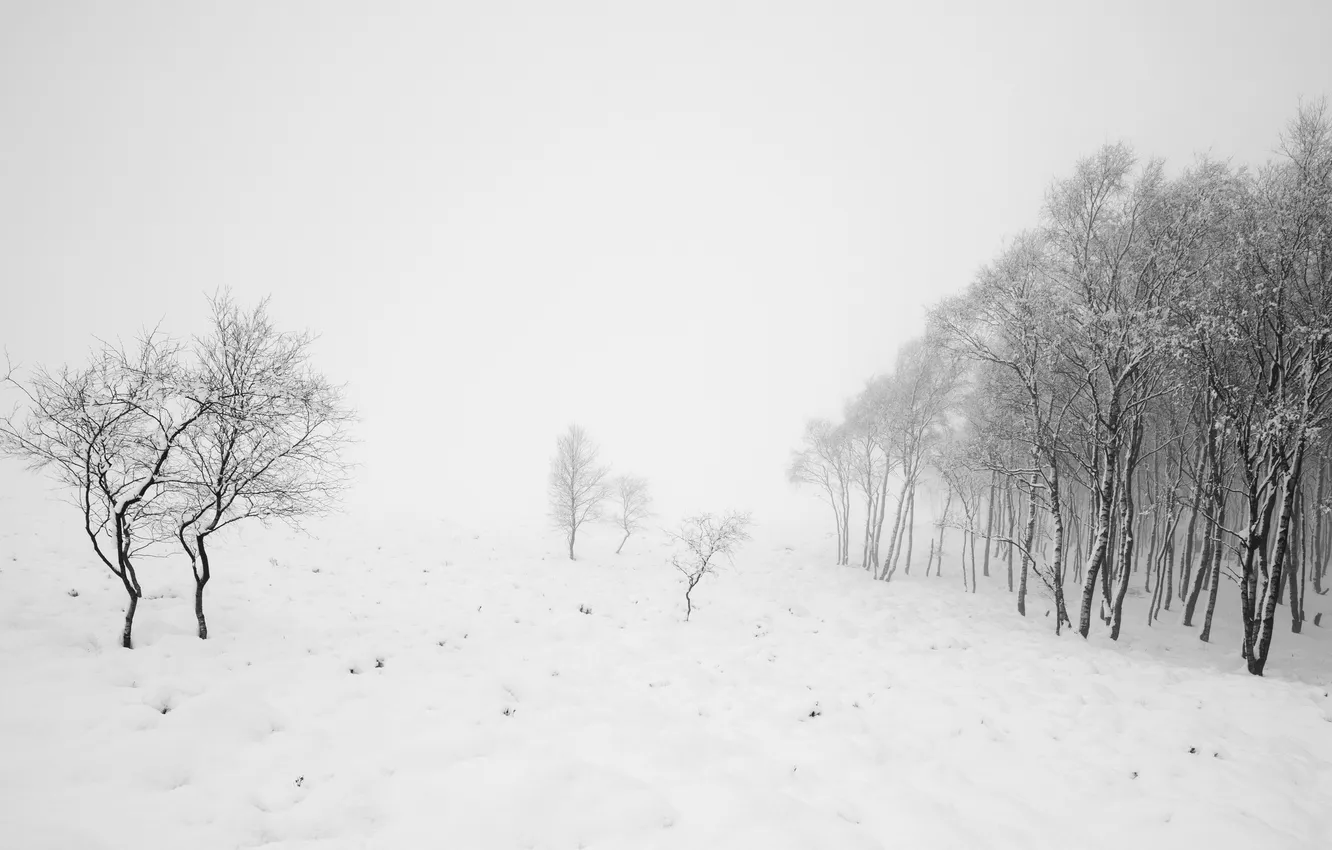 Photo wallpaper winter, trees, nature