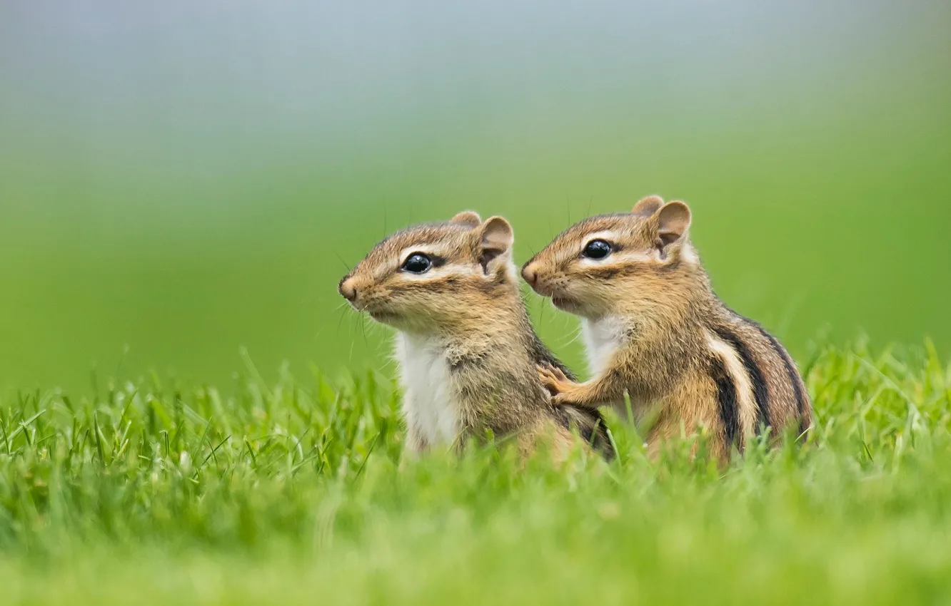 Photo wallpaper grass, Chipmunk, cub, a couple