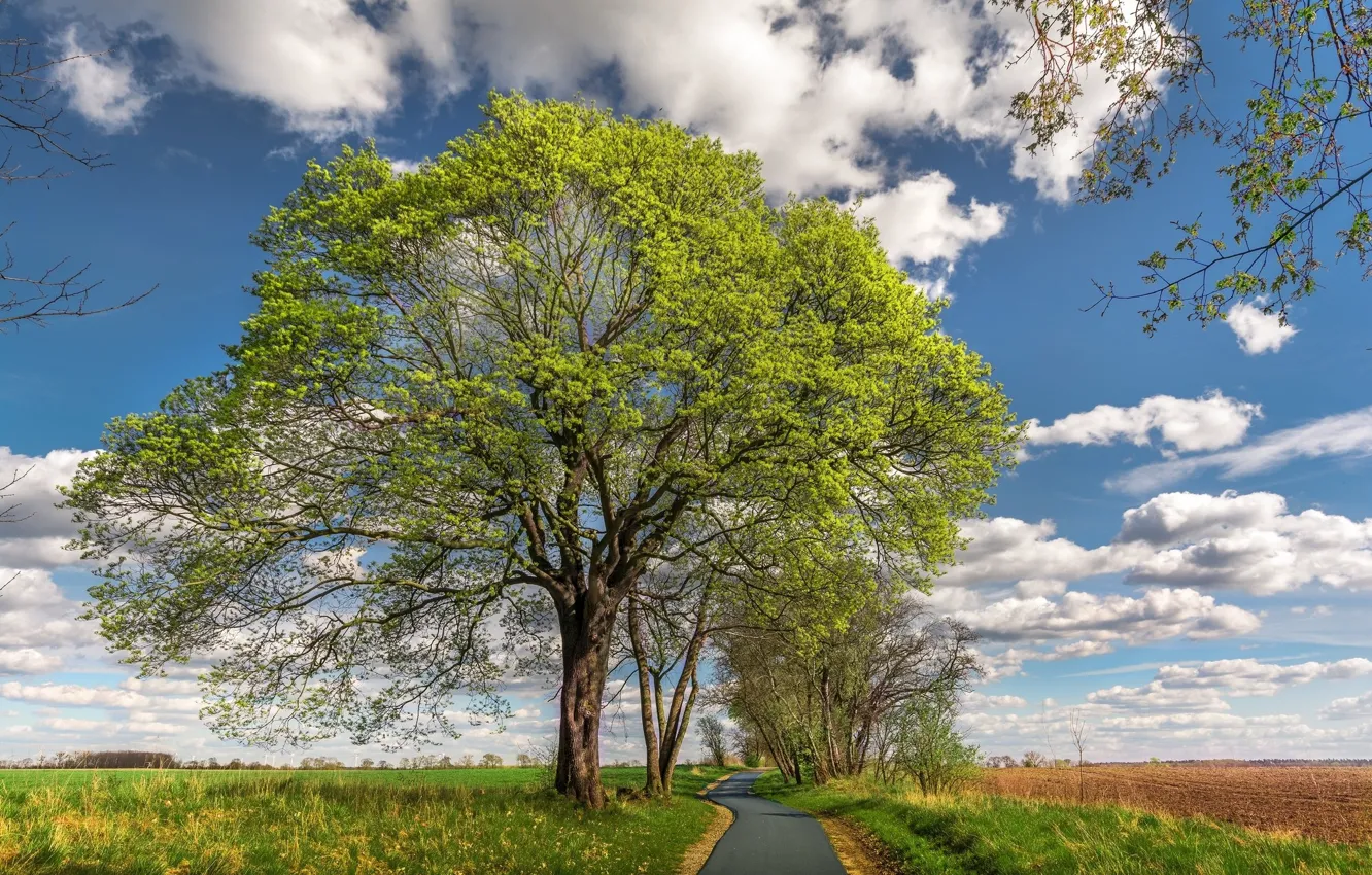 Photo wallpaper clouds, field, the sky, road, trees