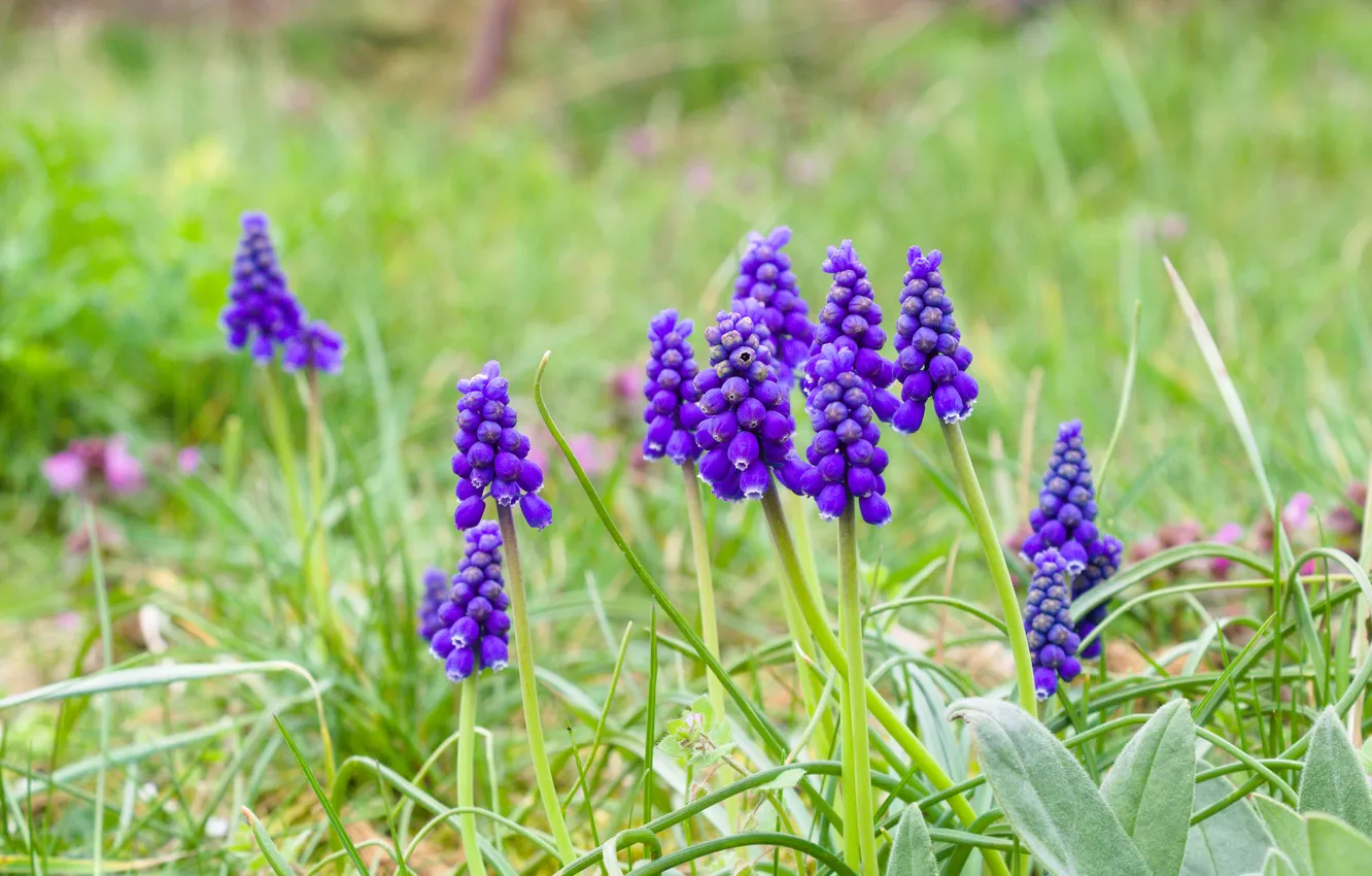 Photo wallpaper flower, spring, Grape Hyacinths