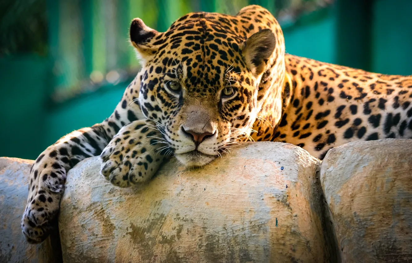 Photo wallpaper Jaguar, sad, beautiful, face, animal, stones, zoo, Panthera onca