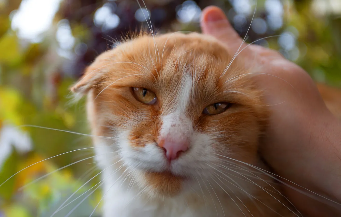 Photo wallpaper cat, eyes, cat, look, face, leaves, nature, background