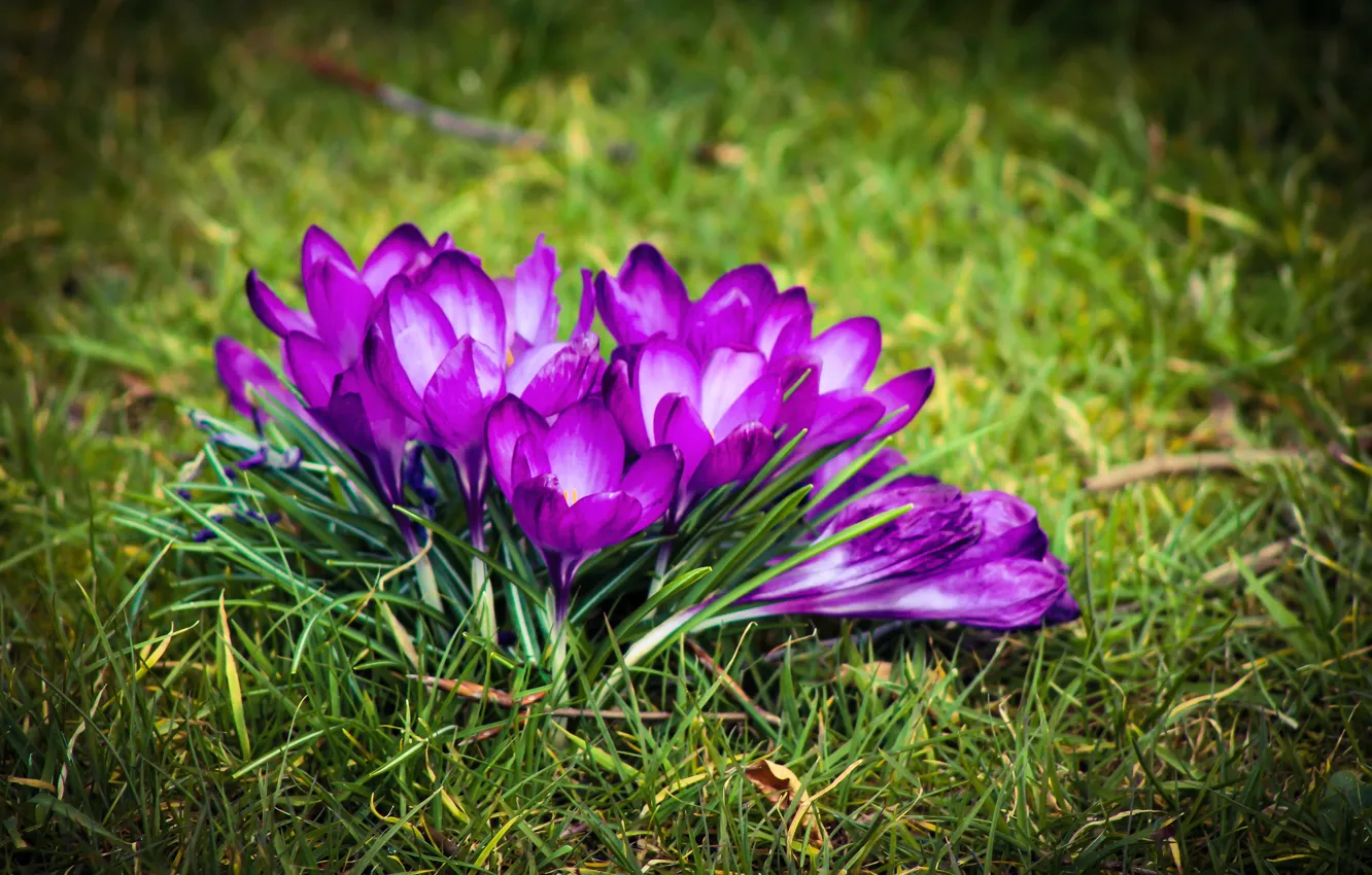 Photo wallpaper grass, crocuses, grass, Crocuses, Purple crocus