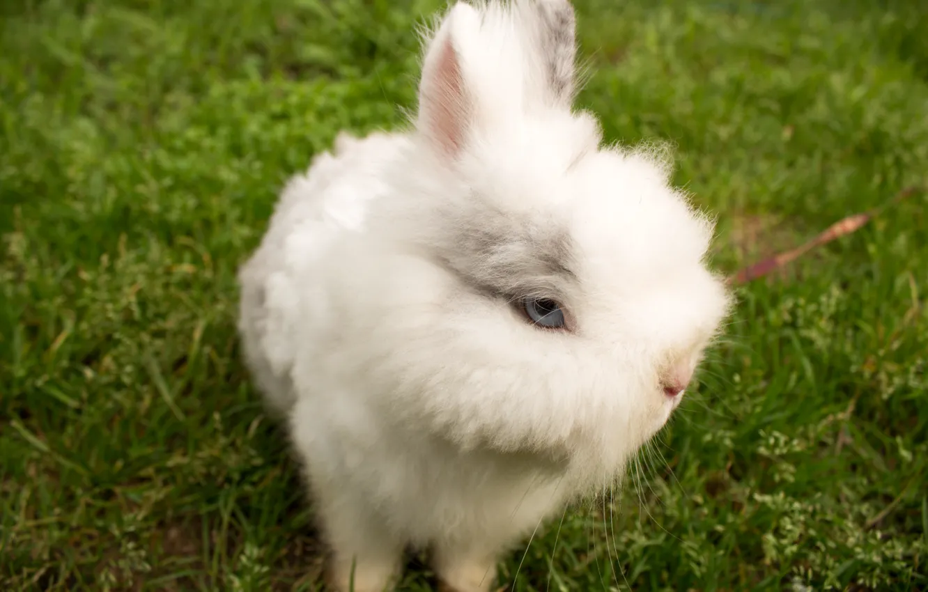 Photo wallpaper face, rabbit, nose
