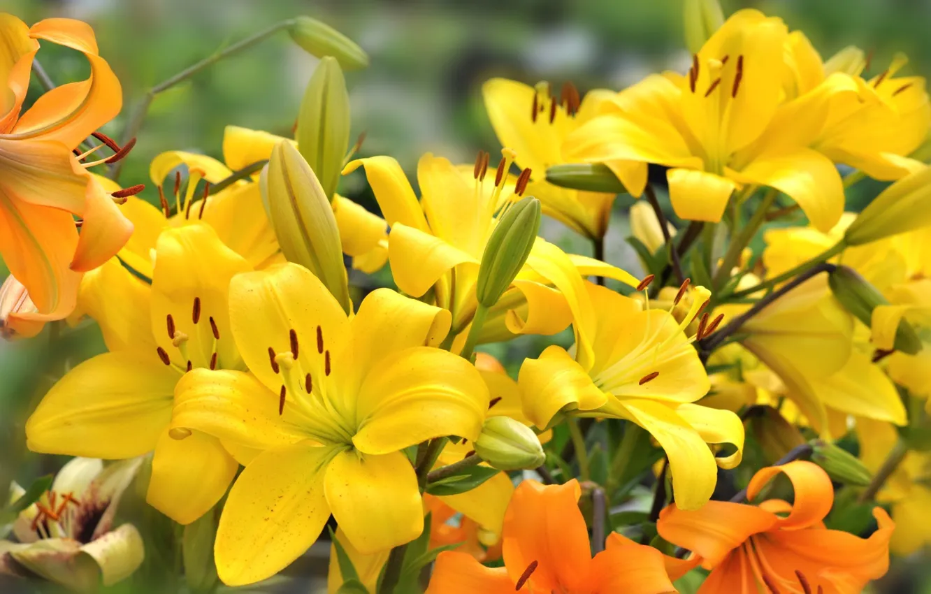 Photo wallpaper flowers, Lily, yellow flowers