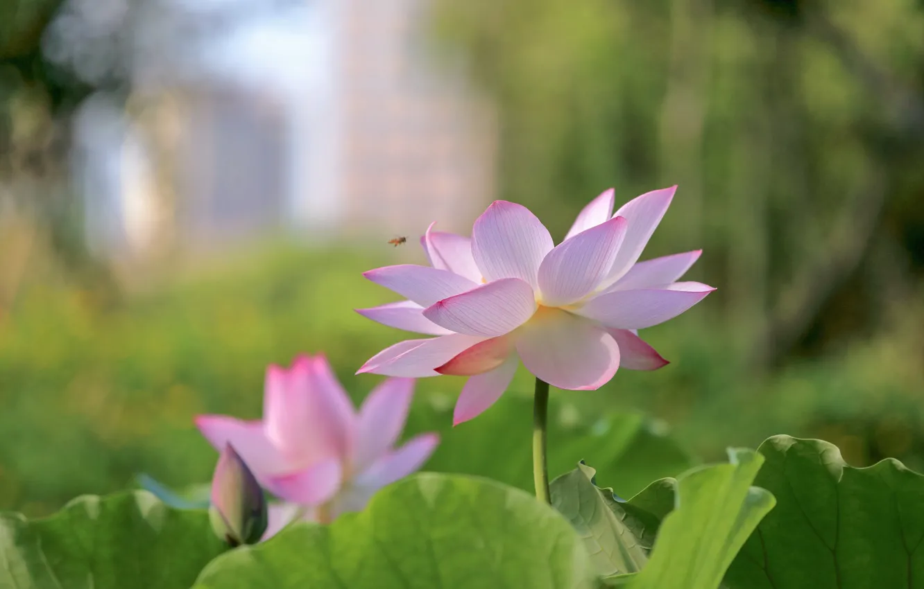 Photo wallpaper nature, petals, Lotus, flowering