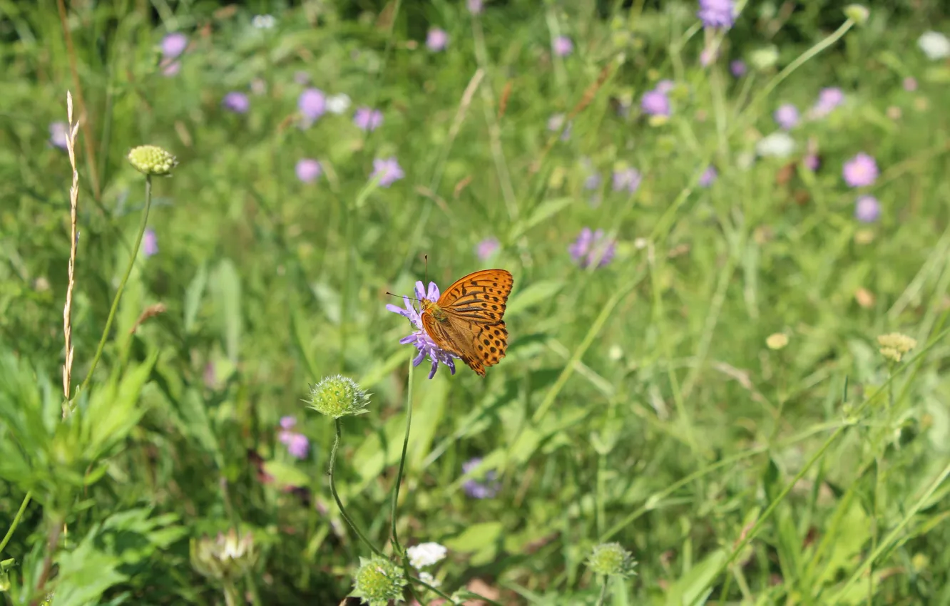Photo wallpaper grass, flowers, butterfly, insect
