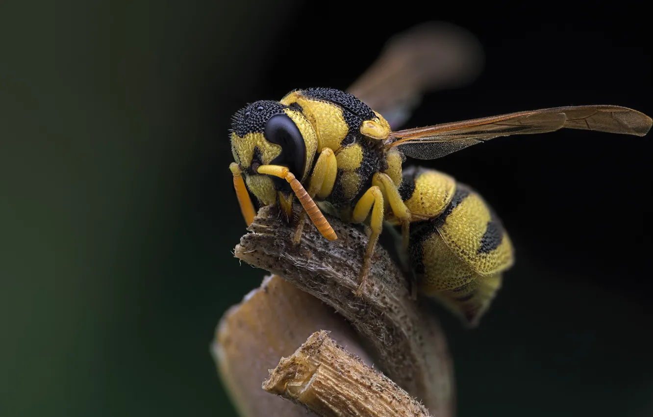 Photo wallpaper macro, OSA, insect