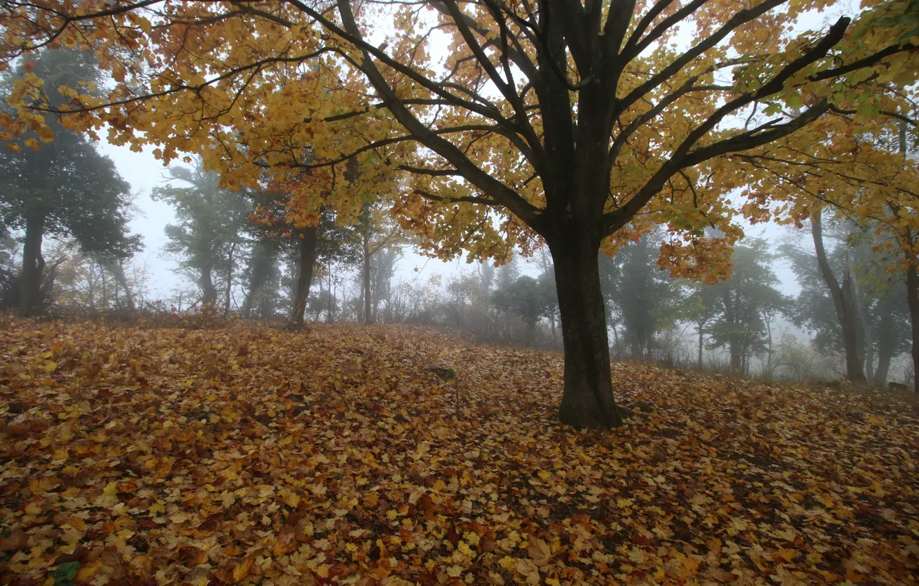 Photo wallpaper Fog, Autumn, Trees, Fall, Foliage, Autumn, November, Fog