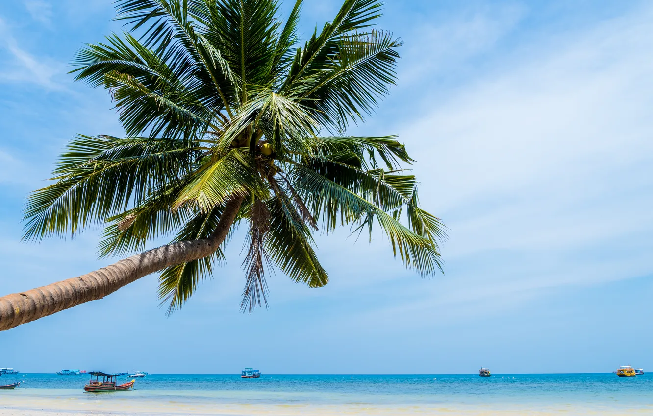 Photo wallpaper sand, sea, beach, summer, the sky, palm trees, summer, beach