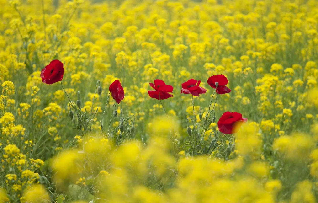 Photo wallpaper field, flowers, Maki, rape