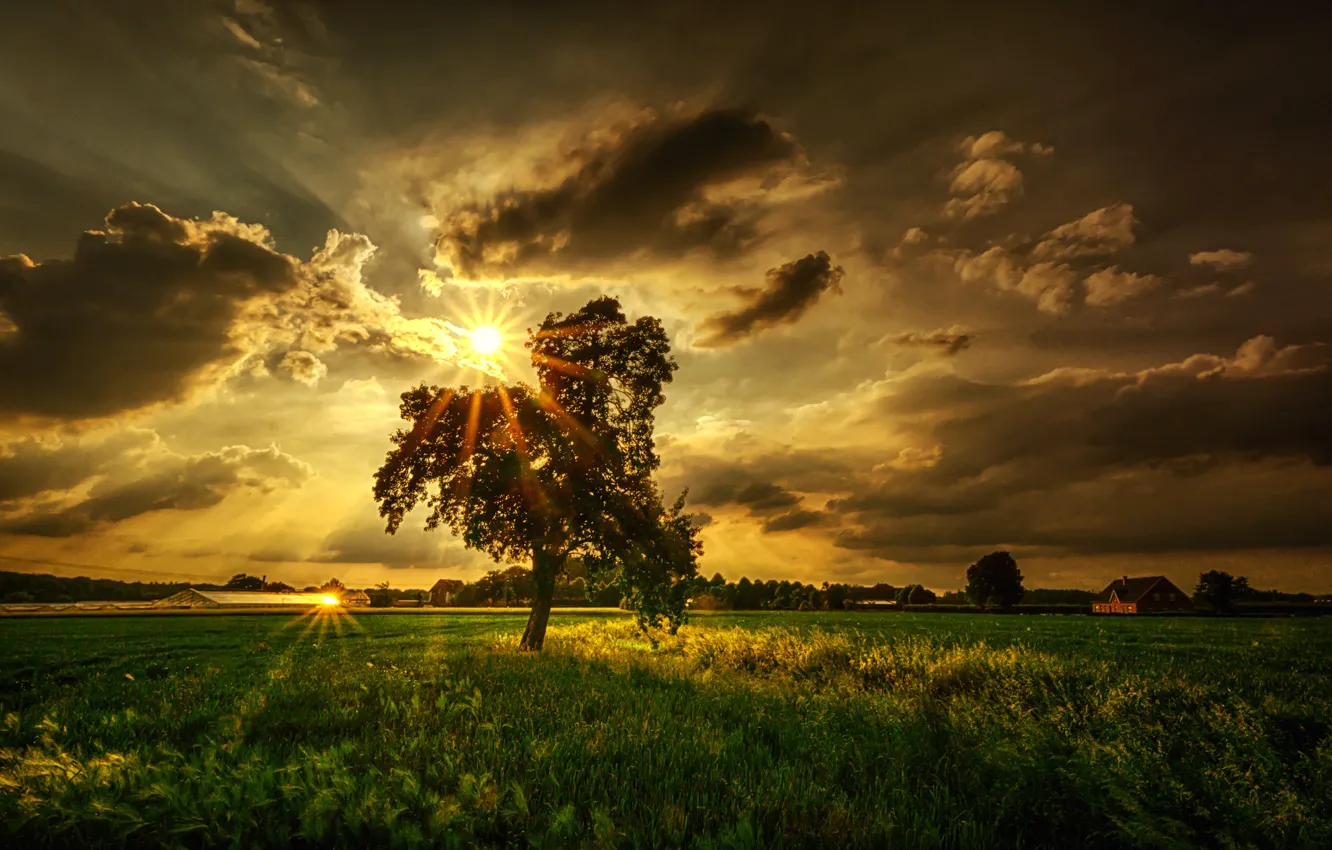 Photo wallpaper field, the sun, rays, clouds, tree