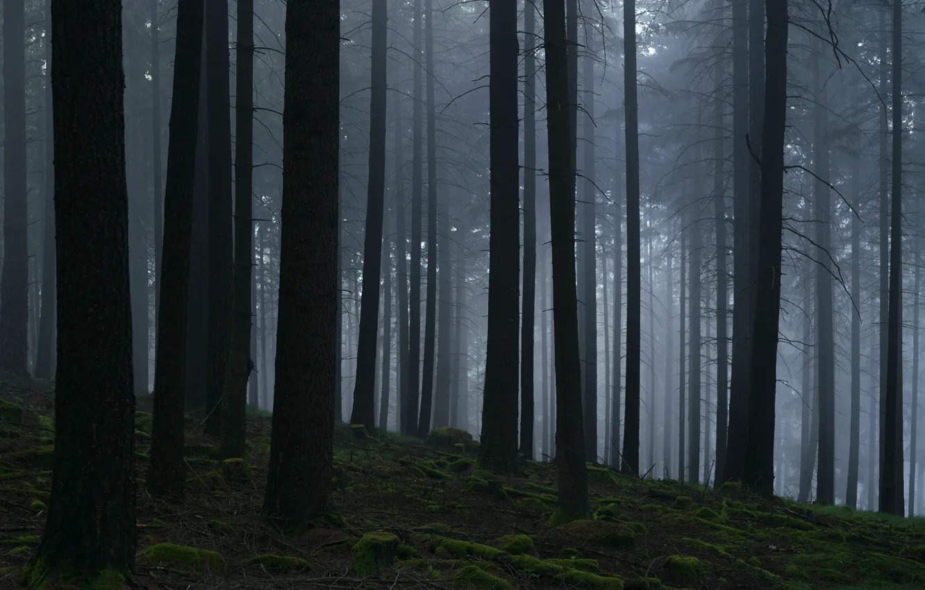 Photo wallpaper forest, trees, nature, fog, Niklas Hamisch