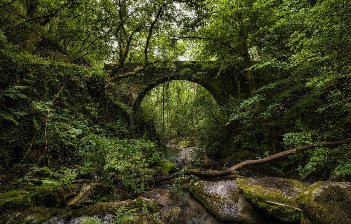 Photo wallpaper forest, bridge, nature, stream