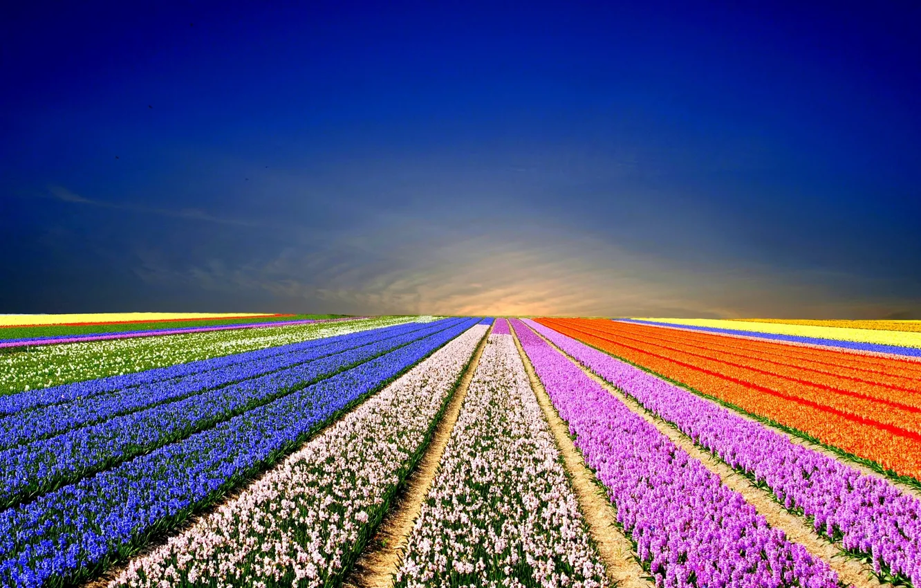 Photo wallpaper field, landscape, flowers, nature, landscape, nature, field flowers, rainbow field