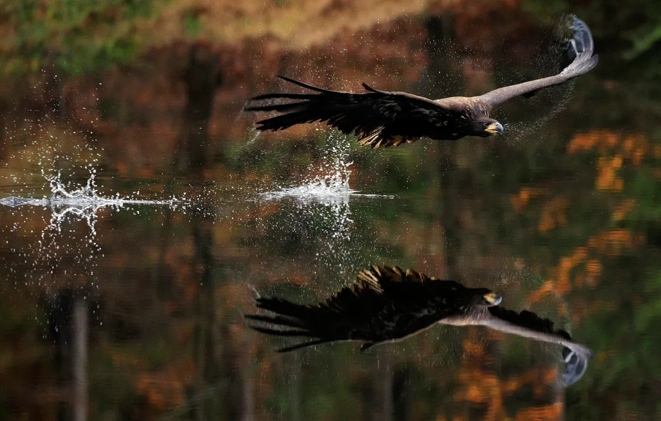 Photo wallpaper autumn, water, drops, flight, squirt, nature, reflection, the dark background