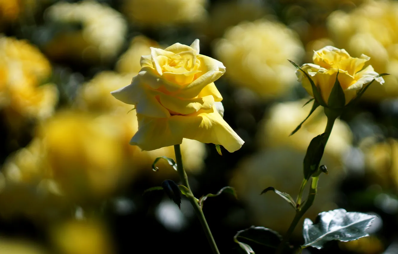 Photo wallpaper light, flowers, roses, blur, garden, stem, a couple, Duo