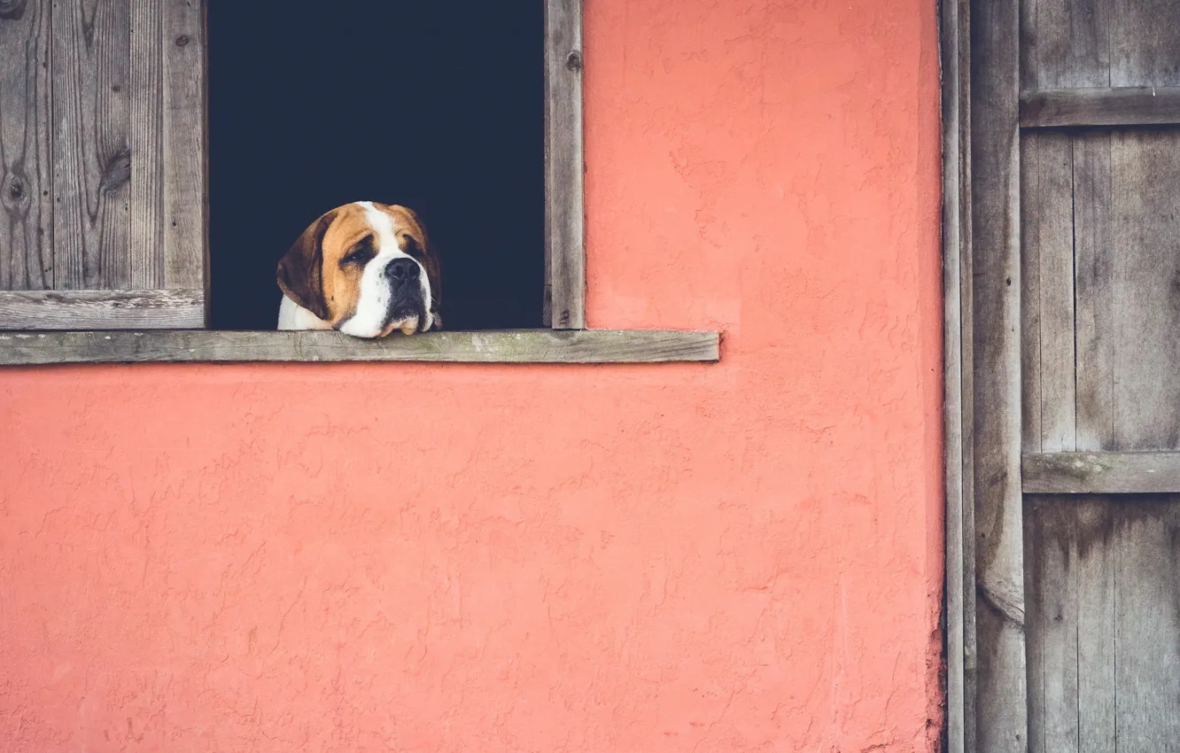 Photo wallpaper sadness, house, dog, window, nostalgia