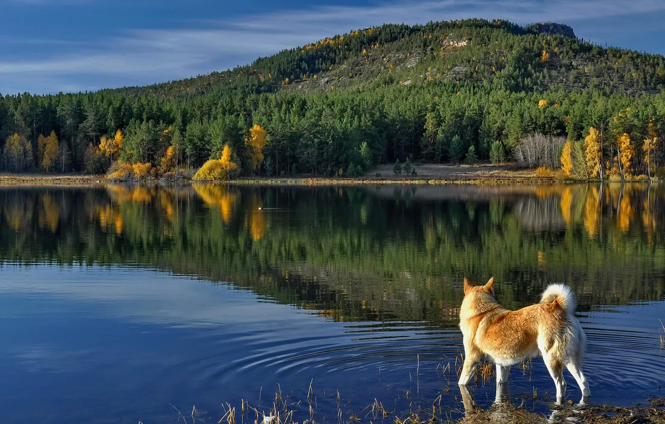 Photo wallpaper autumn, forest, nature, reflection, river, dog