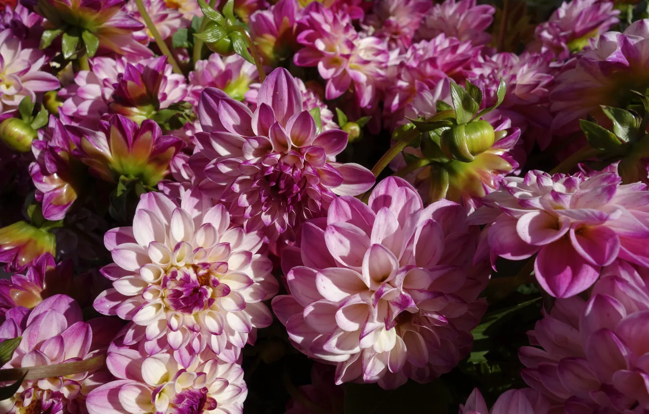 Photo wallpaper macro, flowers, pink, dahlias