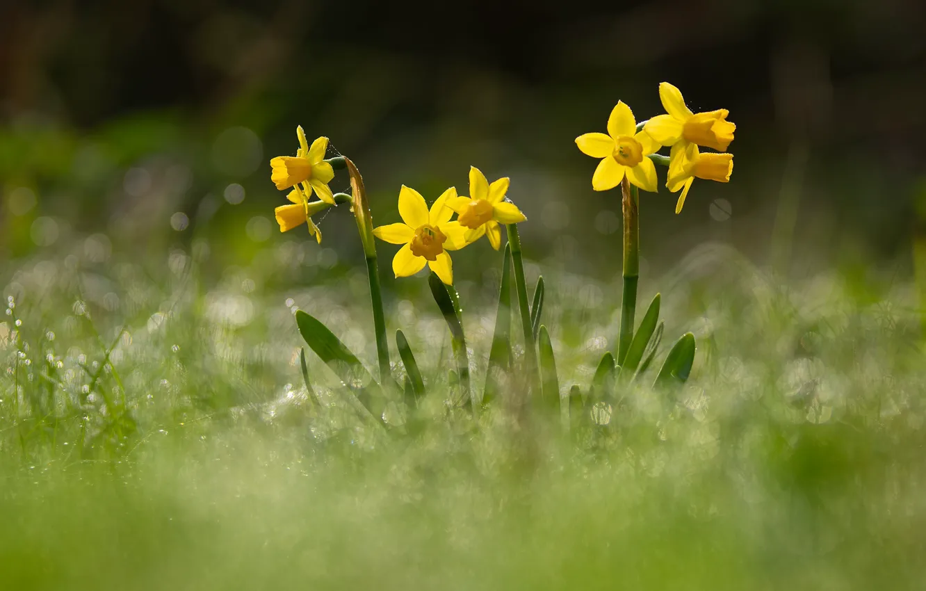 Photo wallpaper flowers, glade, spring, yellow, daffodils