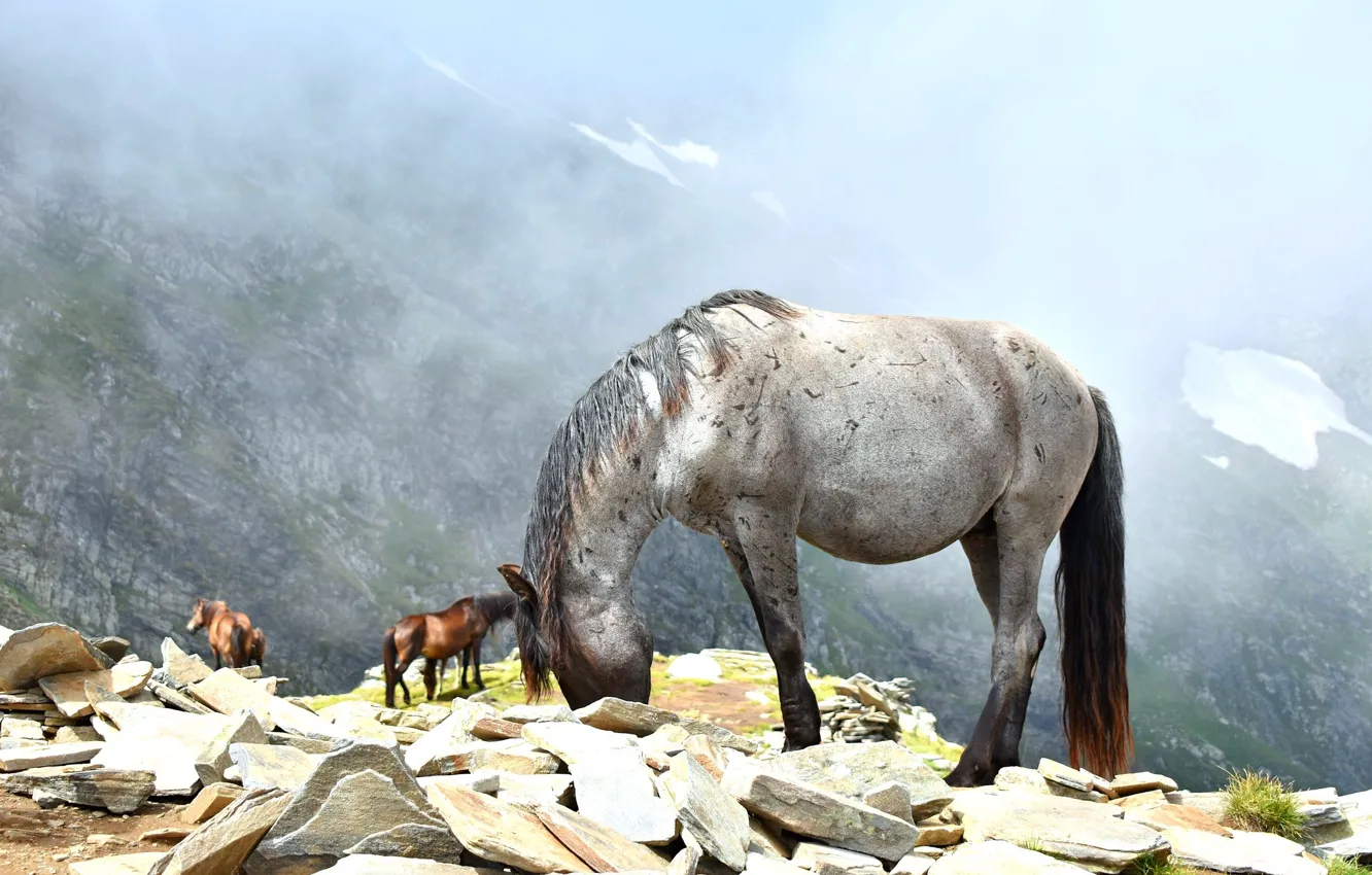 Photo wallpaper look, mountains, pose, stones, horse, horse, grazing