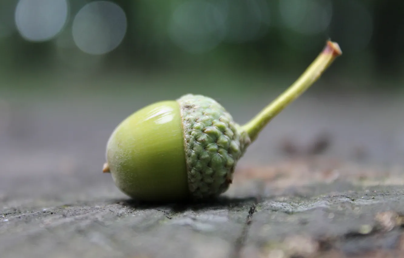Photo wallpaper blur, Green, acorn
