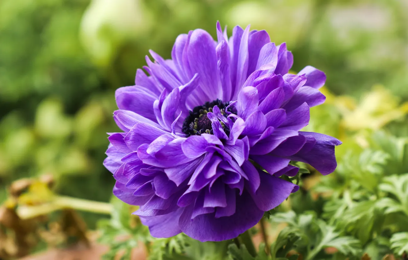 Photo wallpaper purple, macro, flowers, background, bright, anemones