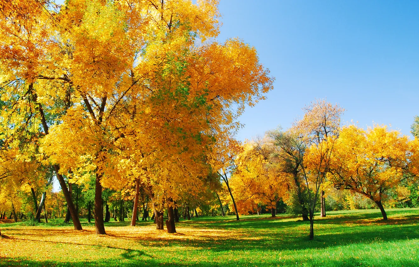 Photo wallpaper beautiful, background, autumn, beauty, bright, branches, canopy