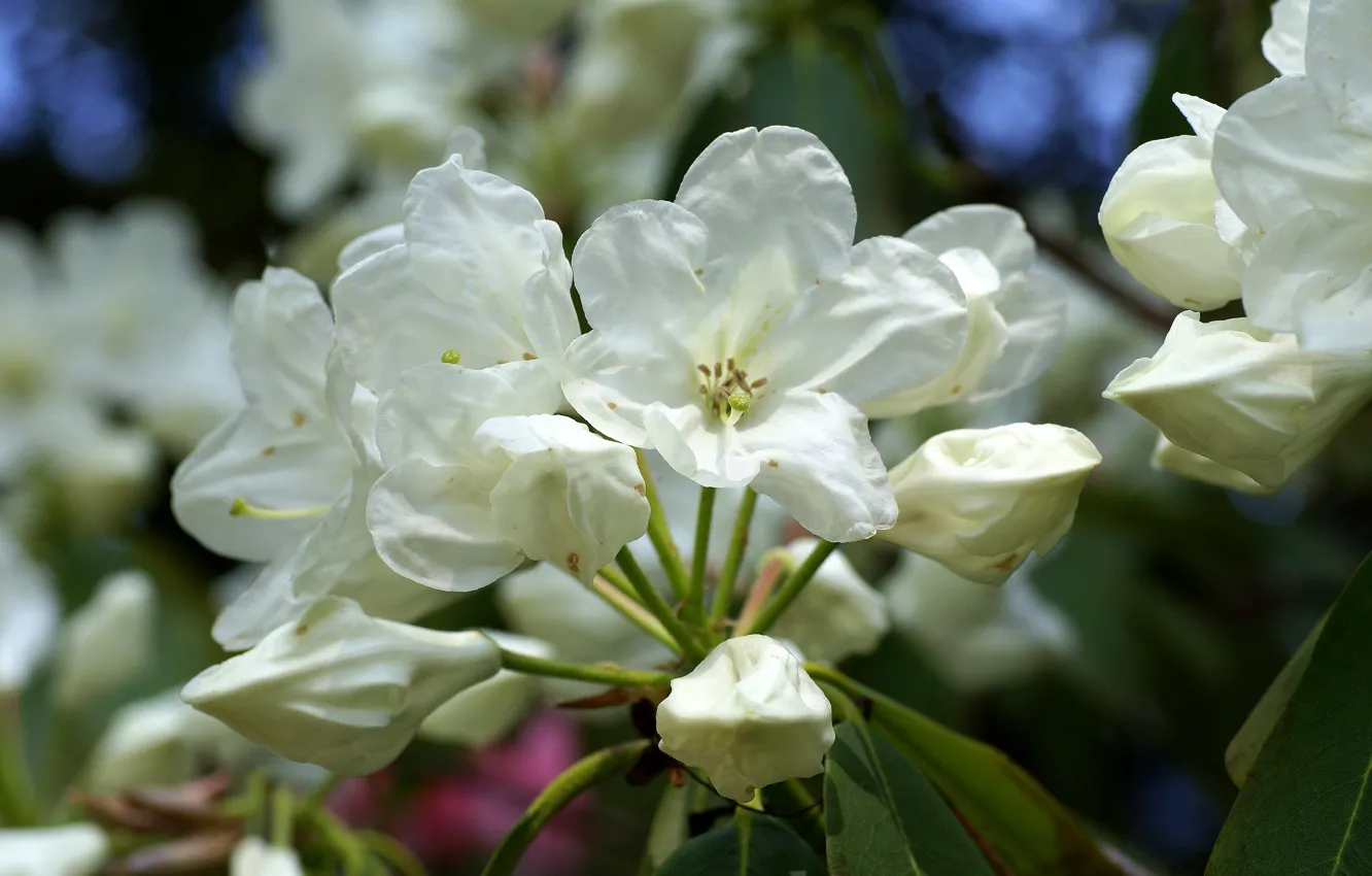 Photo wallpaper white, macro, Azalea, rhododendrons