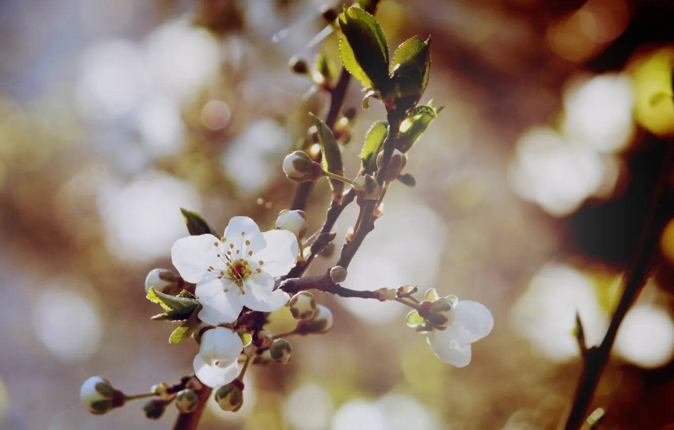 Photo wallpaper macro, light, trees, flowers, branches, cherry, branch, color