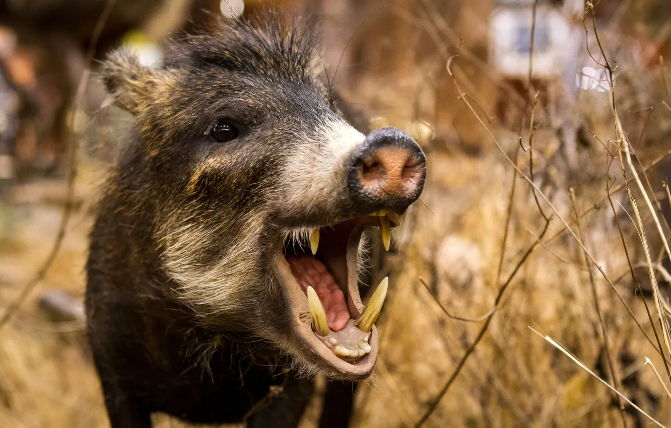 Photo wallpaper nature, background, boar