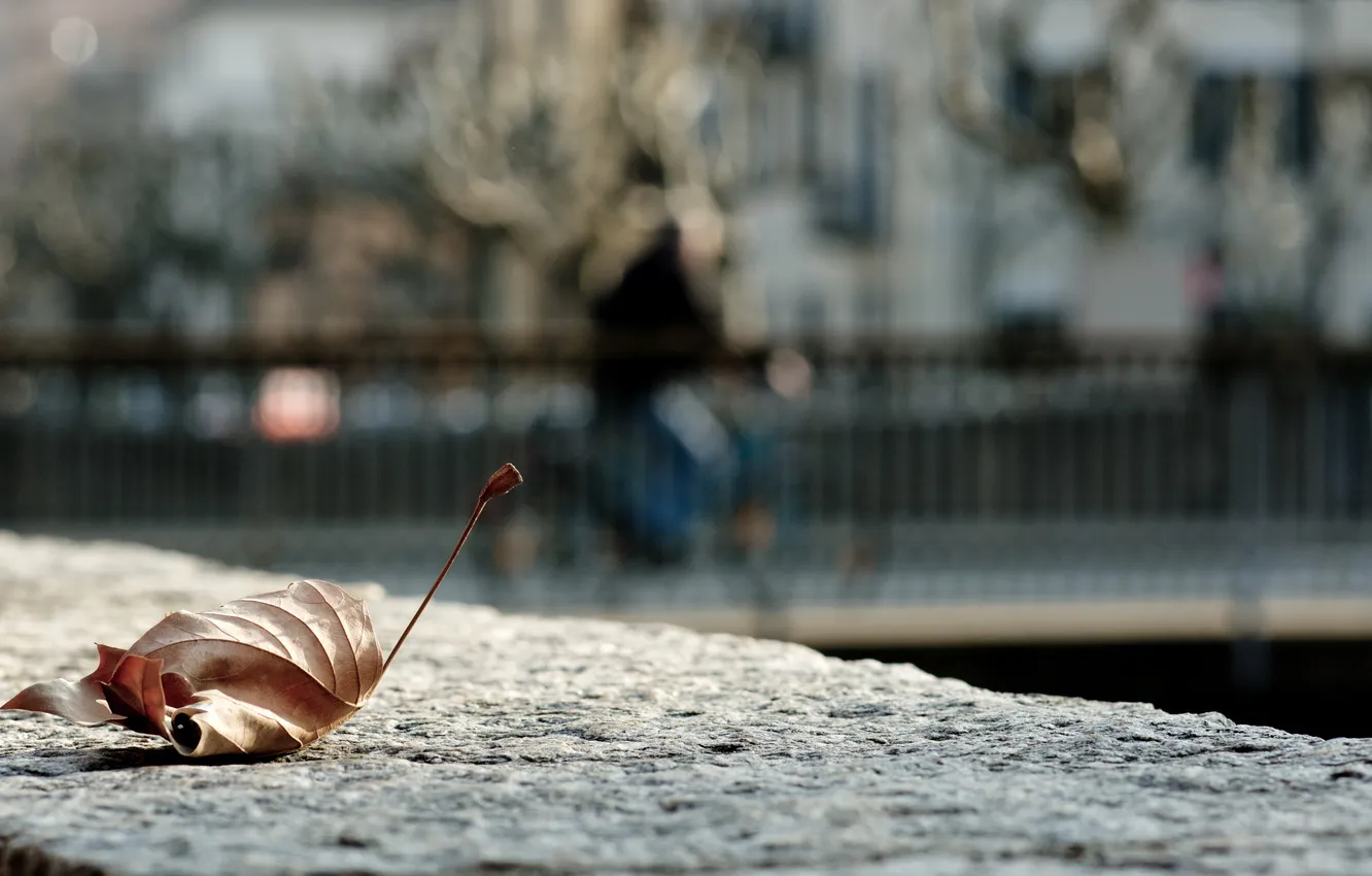 Photo wallpaper leaves, macro, street