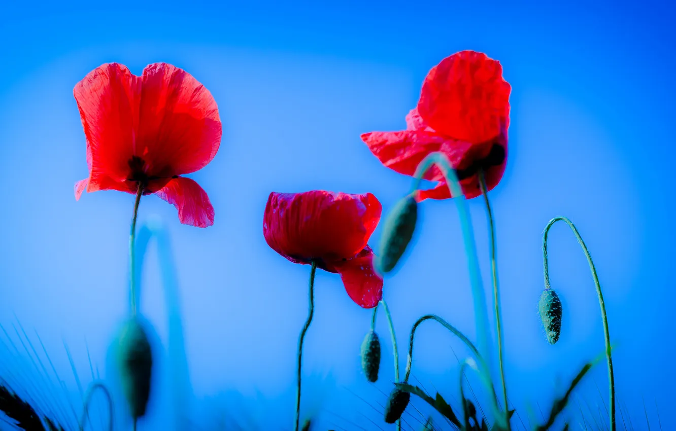 Photo wallpaper the sky, nature, Maki, petals