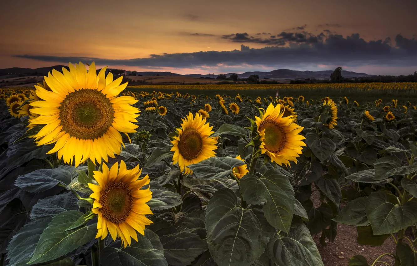 Photo wallpaper field, sunflowers, landscape, sunset