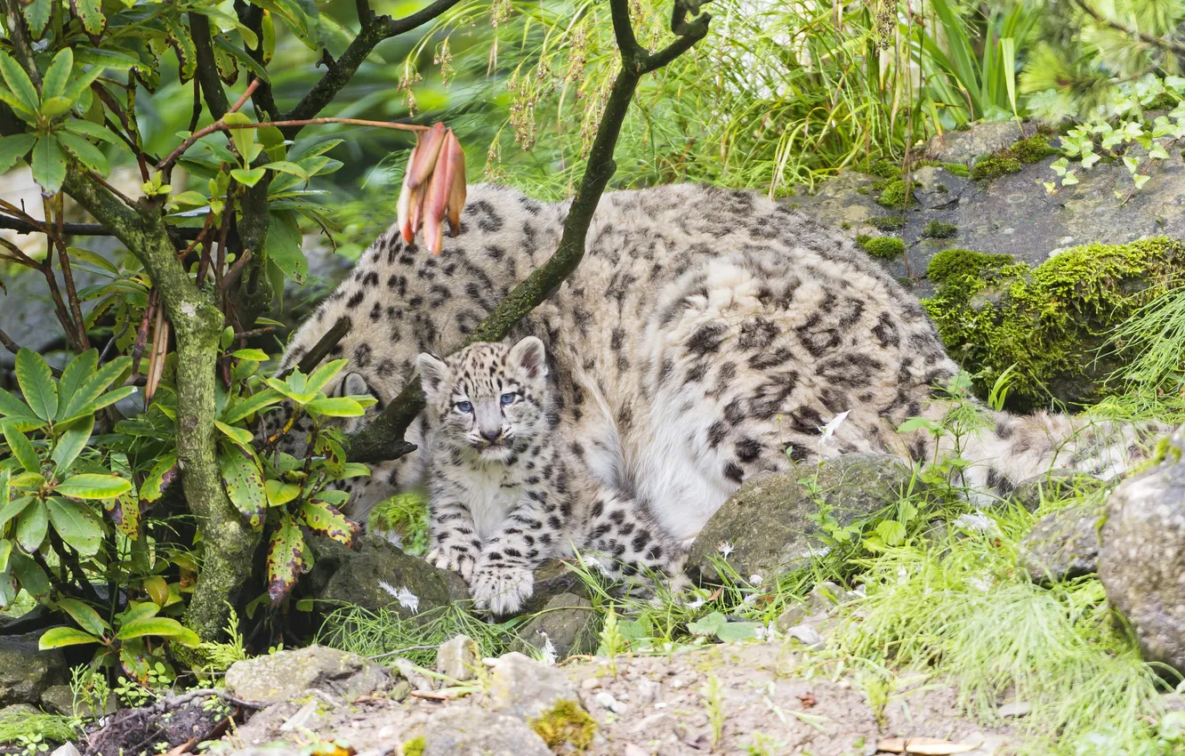 Photo wallpaper cat, grass, Bush, moss, IRBIS, snow leopard, cub, kitty