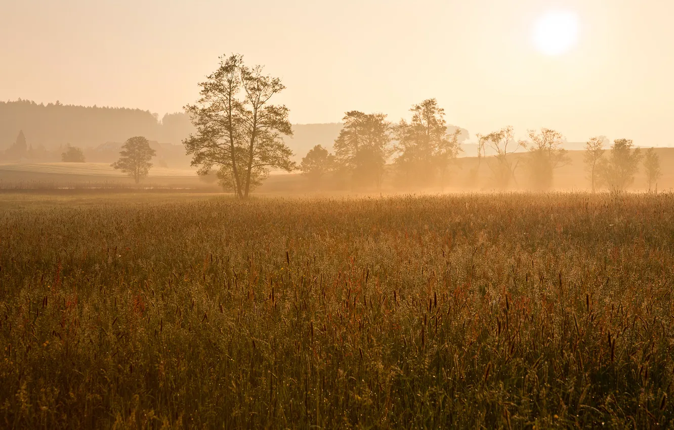Photo wallpaper field, the sun, trees, fog, dawn, morning, Switzerland, haze