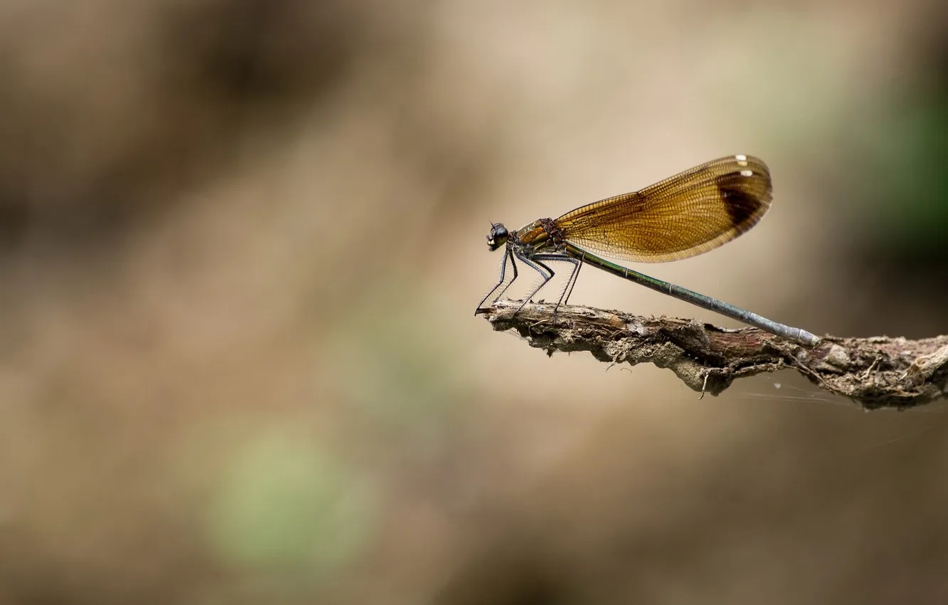 Photo wallpaper background, branch, dragonfly, insect