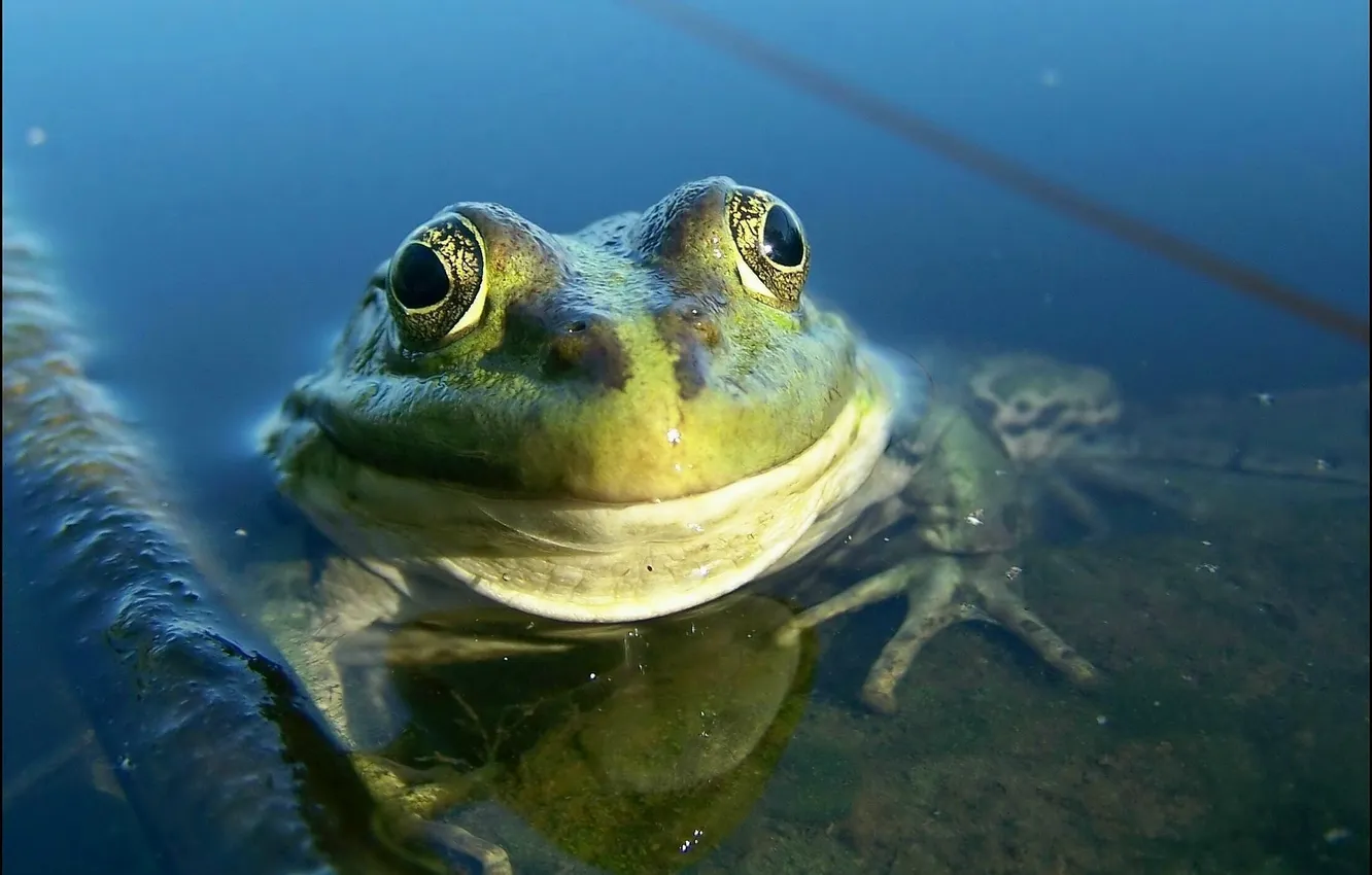 Photo wallpaper smile, frog, pond