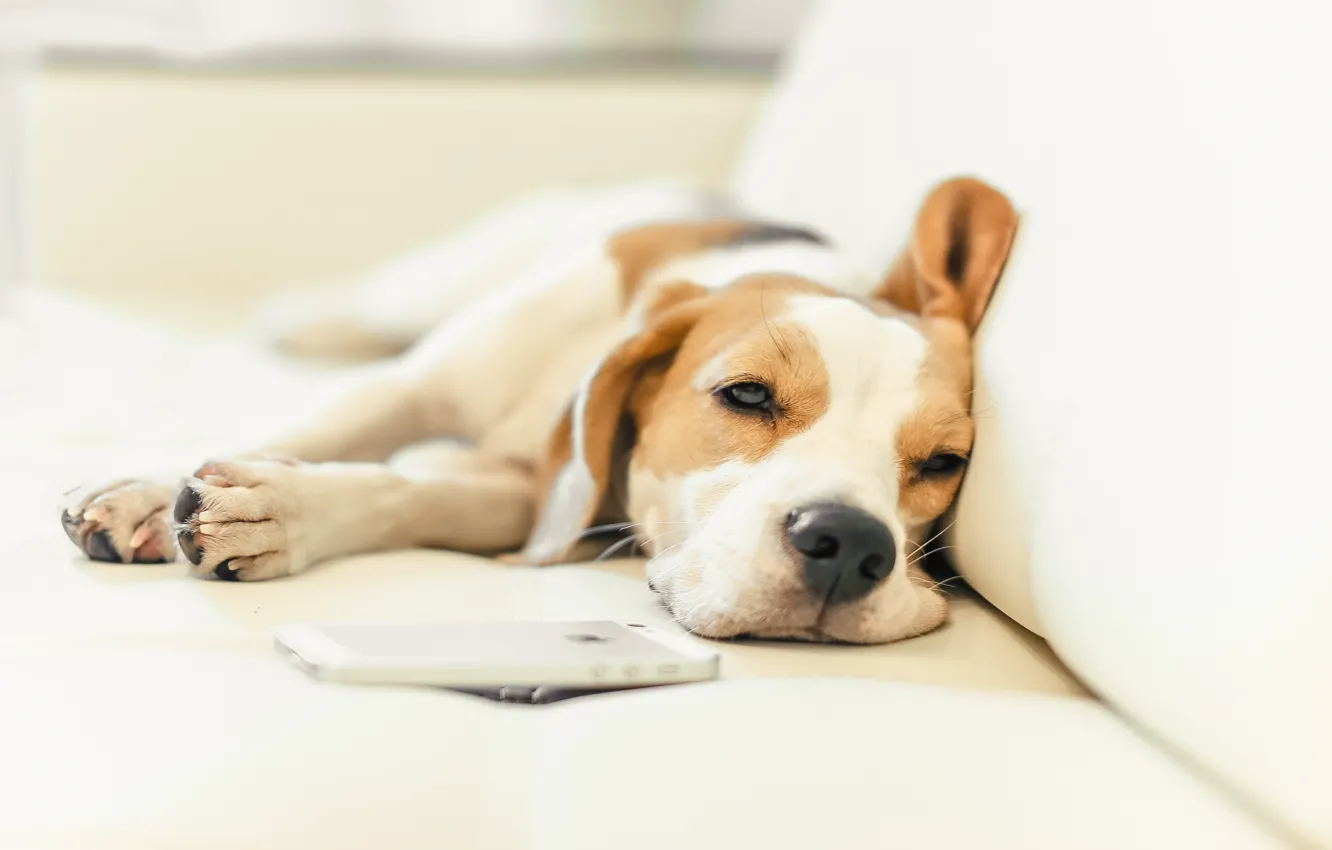 Photo wallpaper dog, puppy, puppy, dog, pet, dogs, beagle, snappy