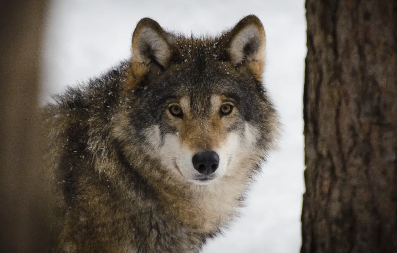 Photo wallpaper winter, wildlife, Predators, brown and white wolf beside brown tree