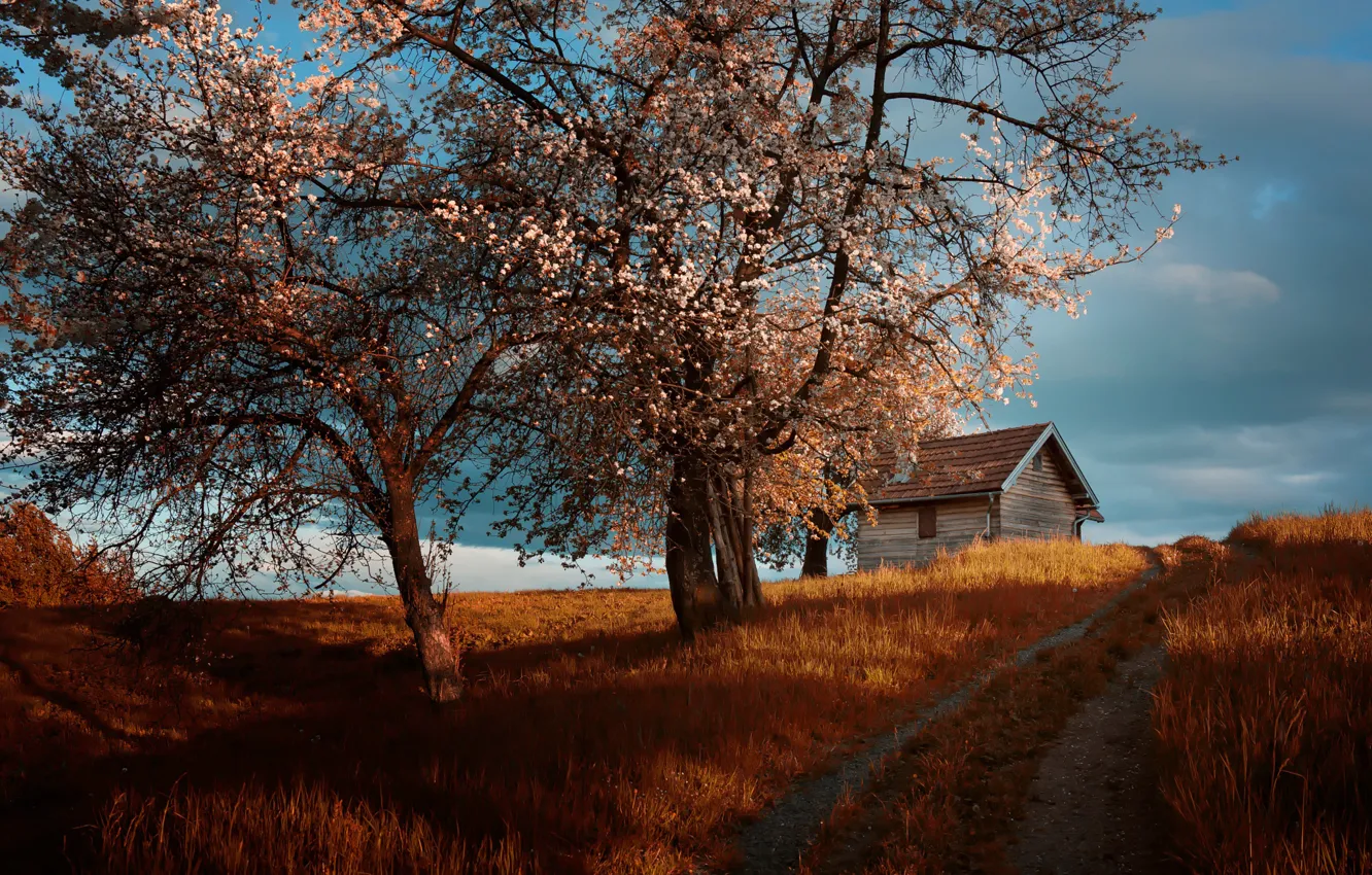 Photo wallpaper road, trees, home, spring, flowering, cottage, Amir Bajrich